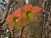 23 Ellebori in fiore (Helleborus niger) sul sentiero 506 C da Alino a Ca Boffelli